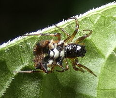 Micrathena picta