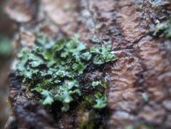 Phaeophyscia pusilloides
