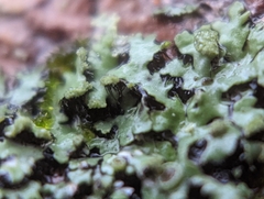 Phaeophyscia pusilloides