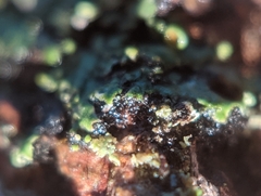 Phaeophyscia pusilloides