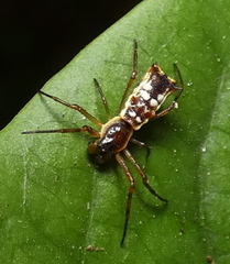 Micrathena fissispina