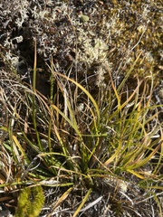 Carex deflexa