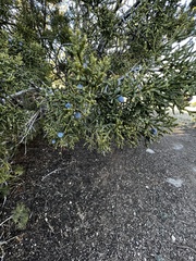 Juniperus monosperma