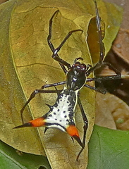 Micrathena schreibersi