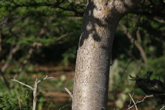 Bursera karsteniana