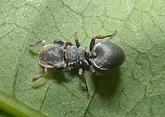 Cephalotes pusillus