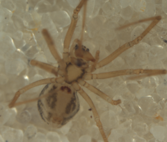 Diploplecta communis