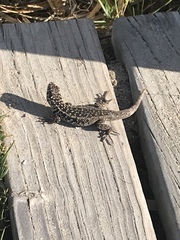 Liolaemus zapallarensis