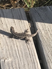 Liolaemus zapallarensis