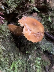 Lactarius rubidus