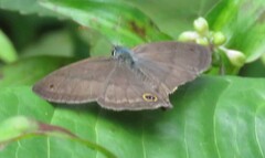 Cissia