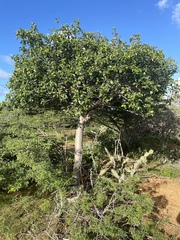Bursera karsteniana