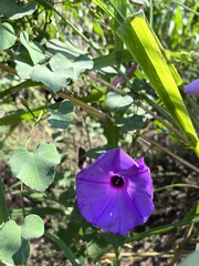 Ipomoea pedicellaris