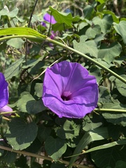 Ipomoea pedicellaris