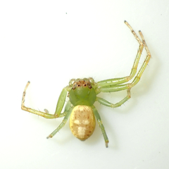 Diaea