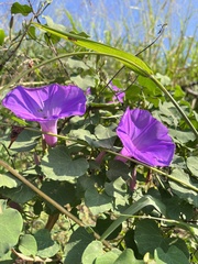 Ipomoea pedicellaris