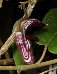 Aristolochia tongbiguanensis