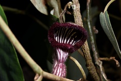 Aristolochia tongbiguanensis