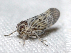 Cedusa maculata