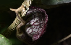 Aristolochia tongbiguanensis