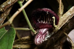 Aristolochia tongbiguanensis