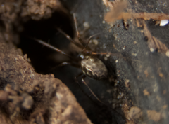 Lepthyphantes