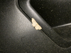 Leptostales terminata