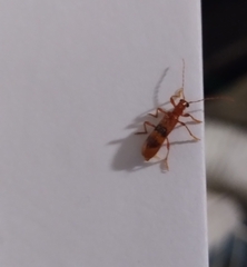 Notocymatodera dimidiata