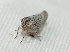 Cedusa maculata