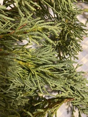 Juniperus virginiana