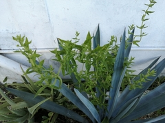 Stemodia durantifolia