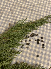 Juniperus virginiana