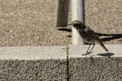 Phoenicurus ochruros