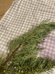 Juniperus virginiana