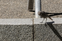 Phoenicurus ochruros