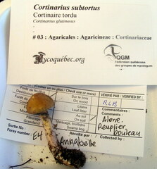 Cortinarius subtortus