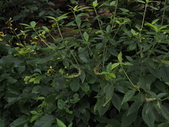 Clethra acuminata
