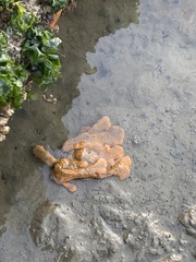 Botrylloides violaceus