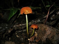 Marasmius berteroi