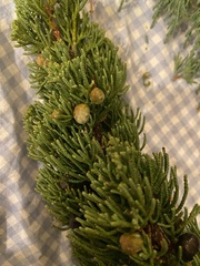 Juniperus