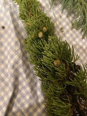 Juniperus