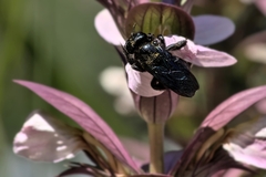 Xylocopa