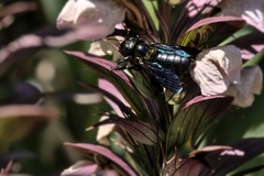 Xylocopa