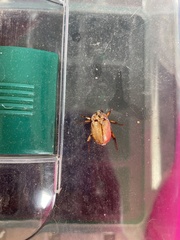 Cyclocephala signaticollis