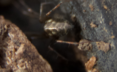 Lepthyphantes