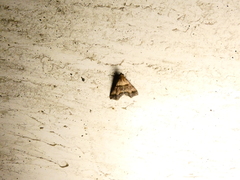 Heterogramma circumflexalis