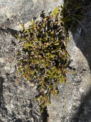 Harrimanella hypnoides