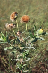 Heterotheca camporum