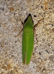 Draeculacephala robinsoni