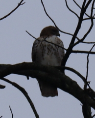 Buteo jamaicensis